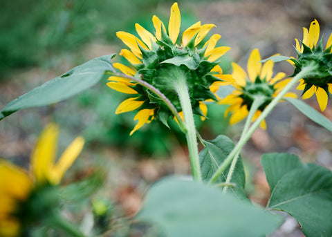 Hopi Black Dye - Organic Sunflower Seeds