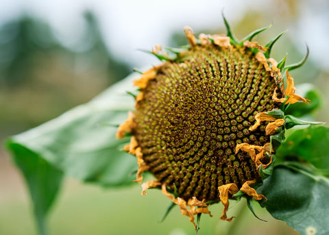 Hopi Black Dye - Organic Sunflower Seeds