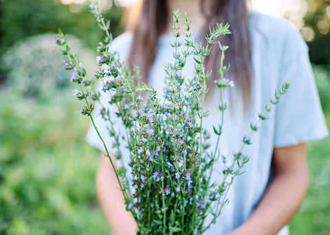 Hyssop - Herb Seeds