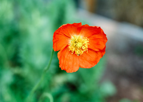 Iceland - Poppy Seeds