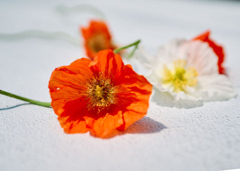 Iceland - Poppy Seeds