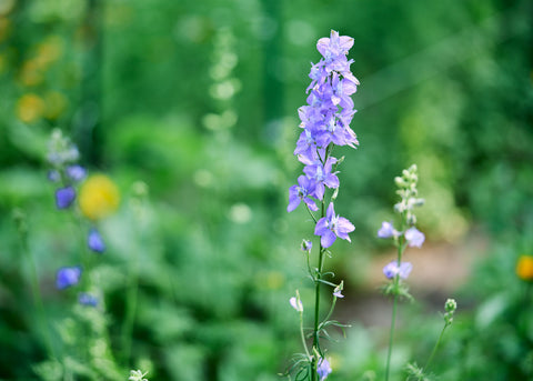 Imperial Blend - Larkspur Seeds