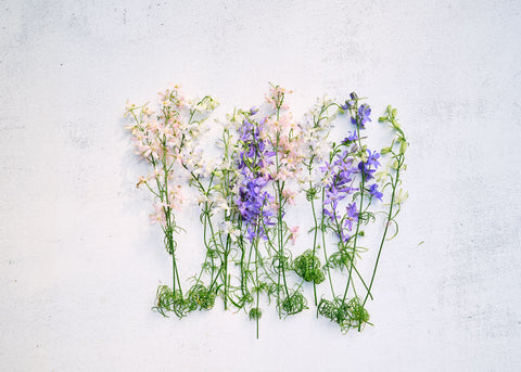 Imperial Blend - Larkspur Seeds
