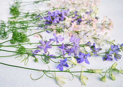 Imperial Blend - Larkspur Seeds