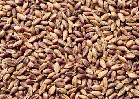 Jet Black - Barley - Organic