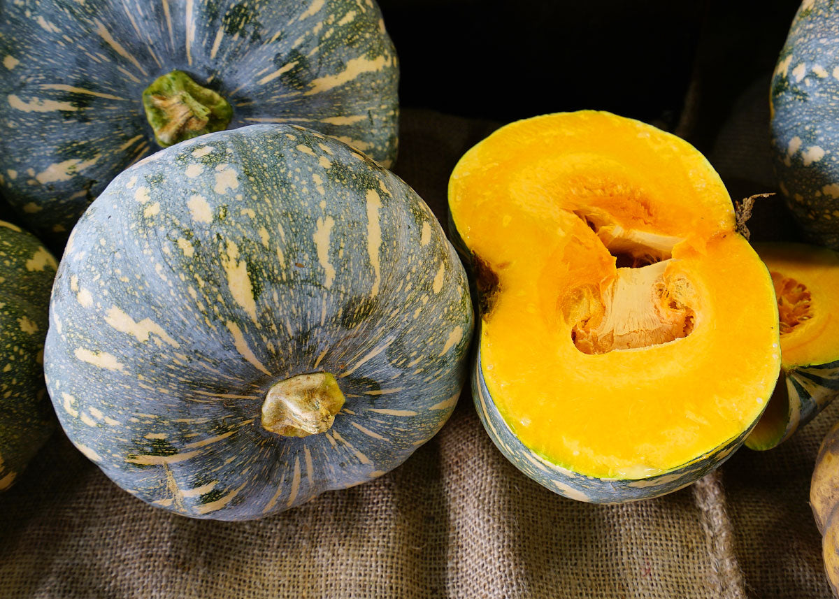 planting kabocha squash seeds Kabocha