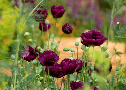 Lauren's Grape - Poppy Seeds