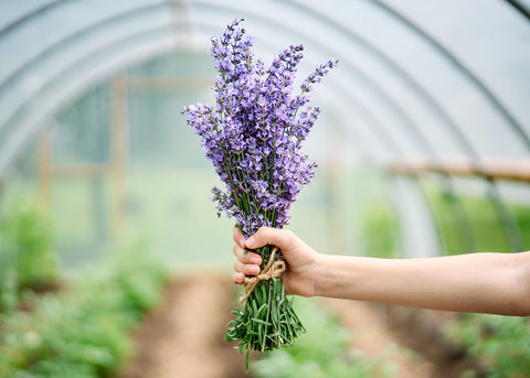 Lavender - Organic Herb Seeds