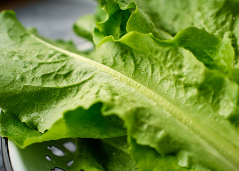 Buttercrunch - Organic Lettuce Seeds