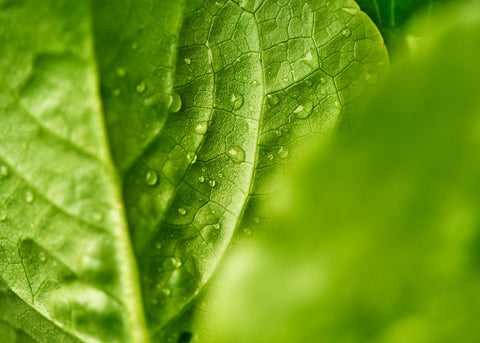 Buttercrunch - Organic Lettuce Seeds
