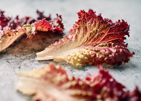 Lollo Rossa - Organic Lettuce Seeds