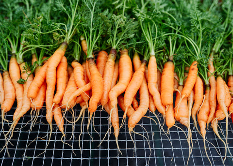 Little Fingers - Carrot Seeds - Organic