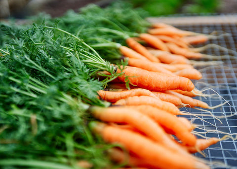 Little Fingers - Carrot Seeds - Organic