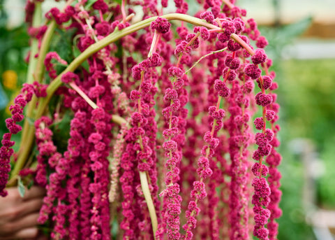 Love-Lies-Bleeding - Amaranth Seeds