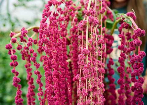 Love-Lies-Bleeding - Amaranth Seeds