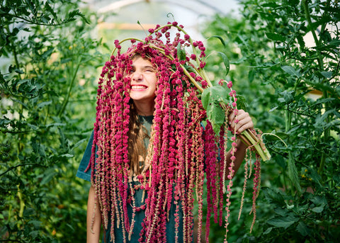 Love-Lies-Bleeding - Amaranth Seeds
