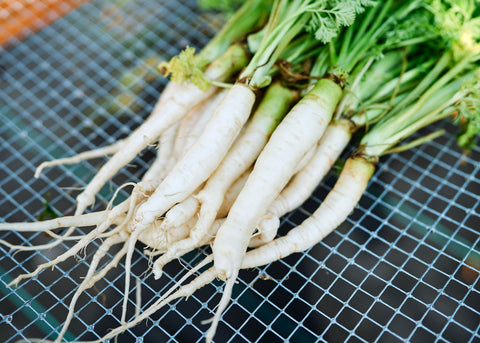 Lunar White - Carrot Seeds