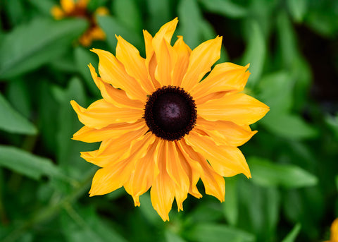 Marmalade - Rudbeckia Seeds