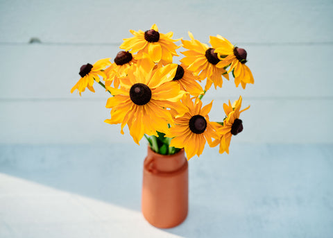 Marmalade - Rudbeckia Seeds