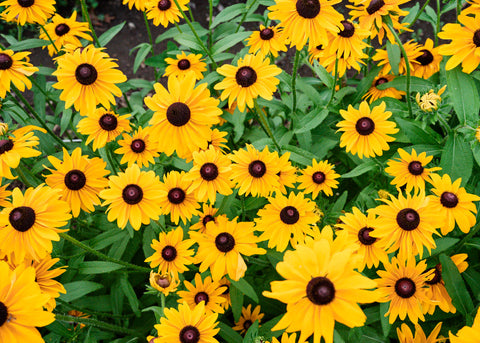 Marmalade - Rudbeckia Seeds