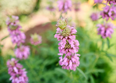 Lemon Mint - Bee Balm Seeds