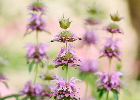 Lemon Mint - Bee Balm Seeds