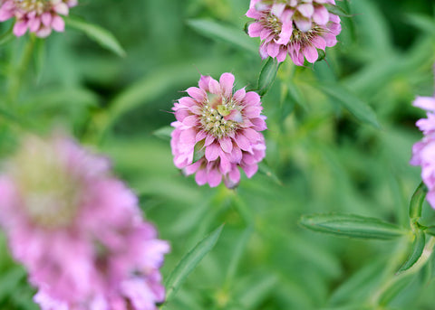 Lemon Mint - Bee Balm Seeds