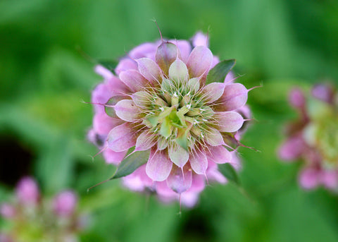Lemon Mint - Bee Balm Seeds