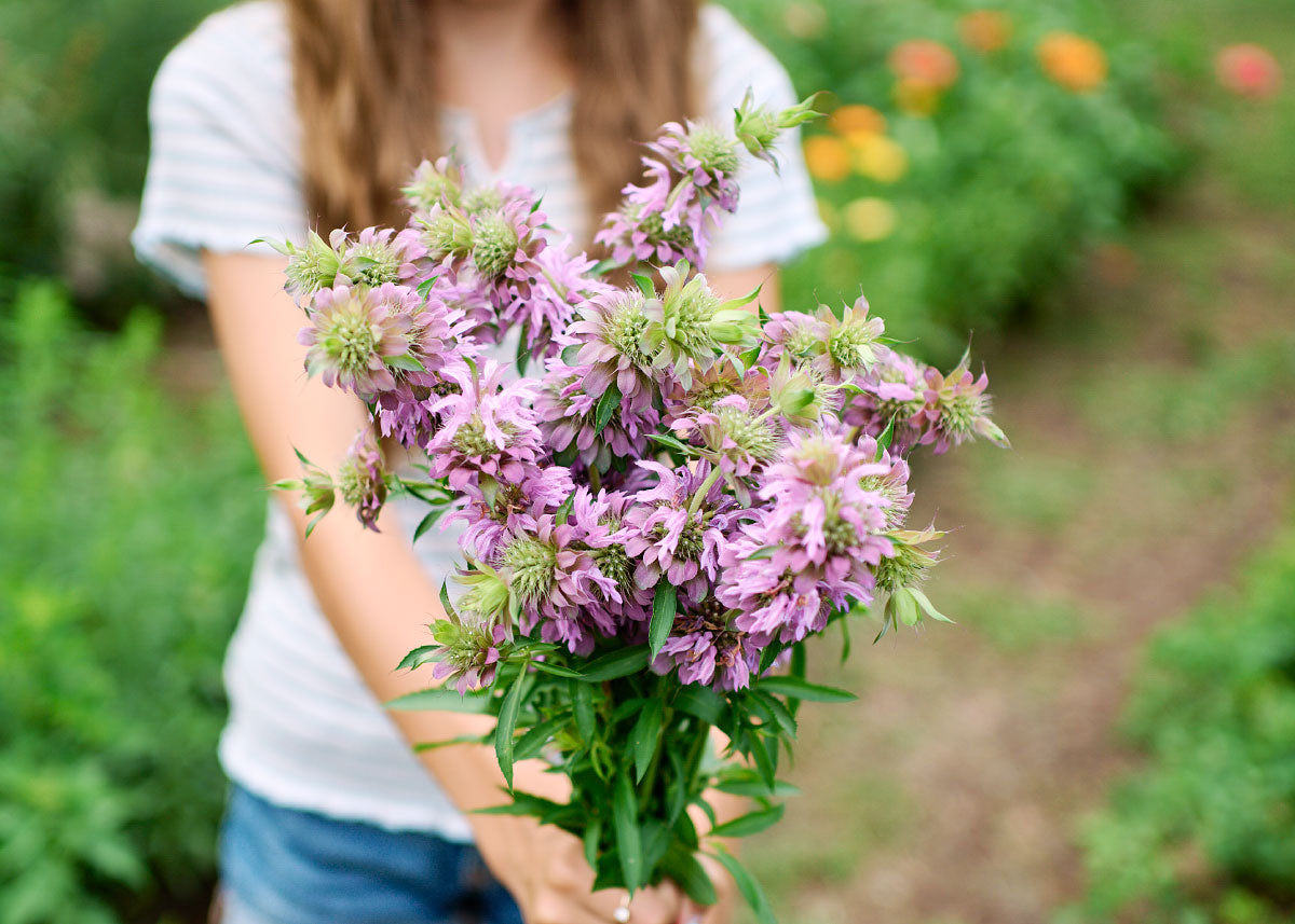 bee balm plant seeds Lemon Mint