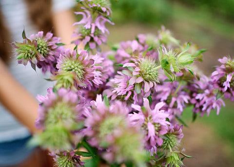 Lemon Mint - Bee Balm Seeds