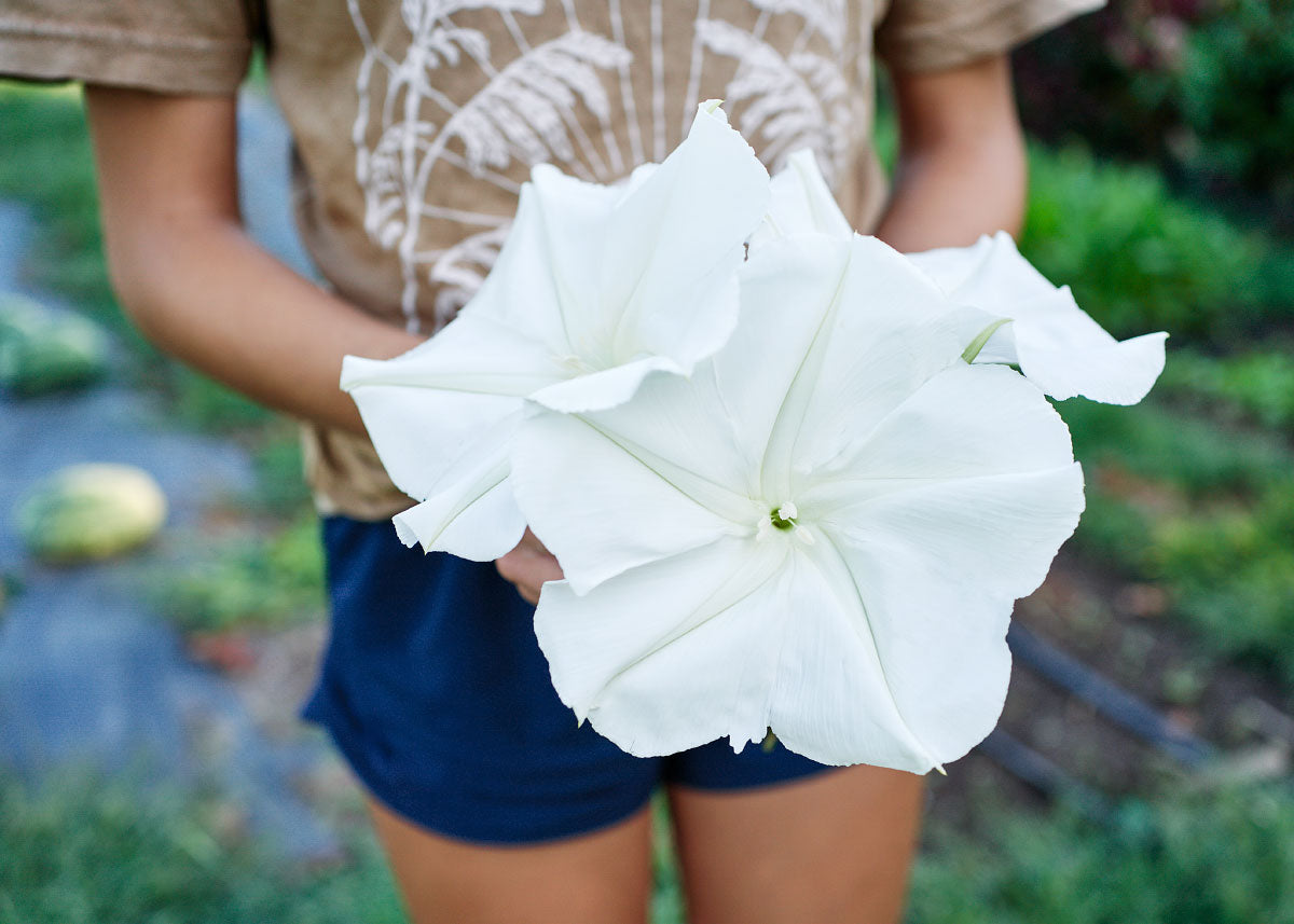 plant moon flower seeds Moonflower Seeds