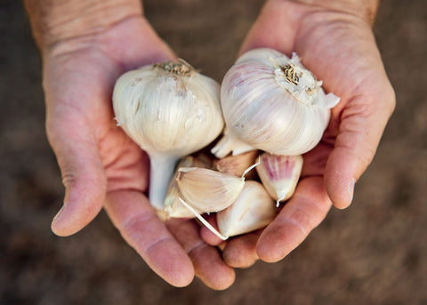 Music - Garlic Bulbs