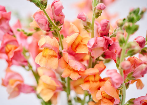 Orange Wonder - Snapdragon Seeds