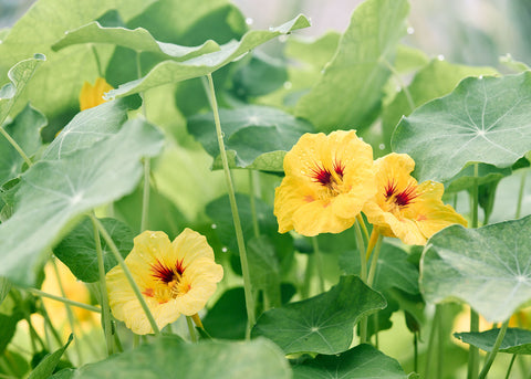 Peach Melba - Nasturtium Seeds