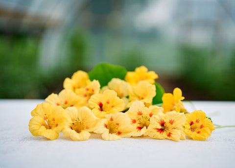 Peach Melba - Nasturtium Seeds