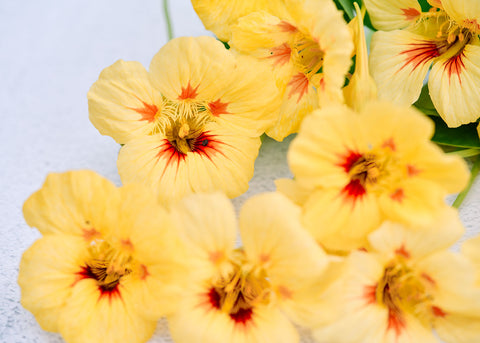 Peach Melba - Nasturtium Seeds