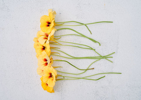 Peach Melba - Nasturtium Seeds