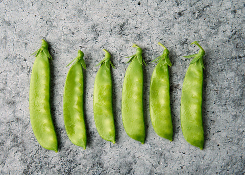 Oregon Sugar Pod II - Organic Snow Pea Seeds