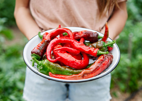 Hot Portugal - Organic Hot Pepper Seeds