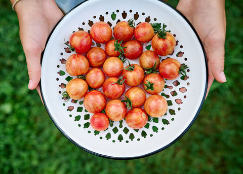 Pink Bumble Bee - Tomato Seeds