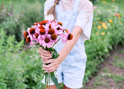 Purple Coneflower - Echinacea Seeds