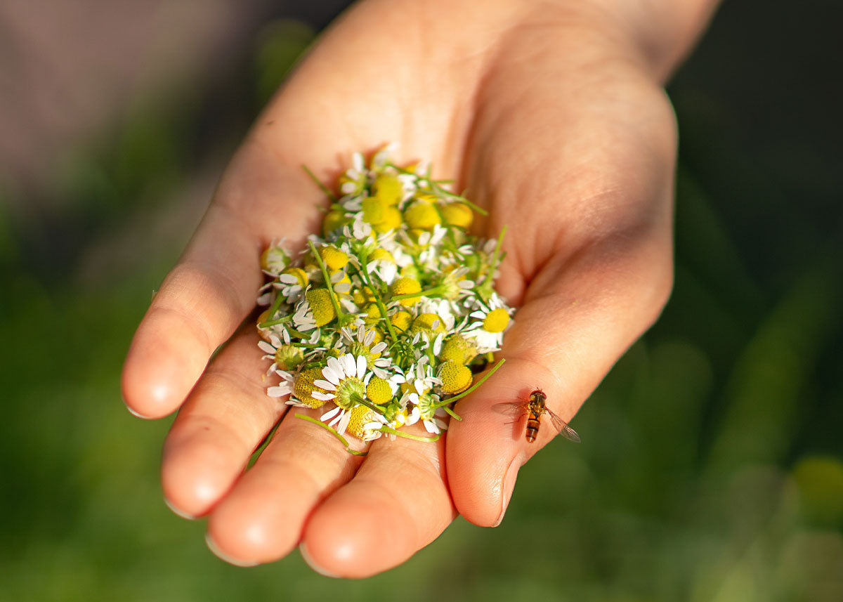 chamomile plant seeds Roman