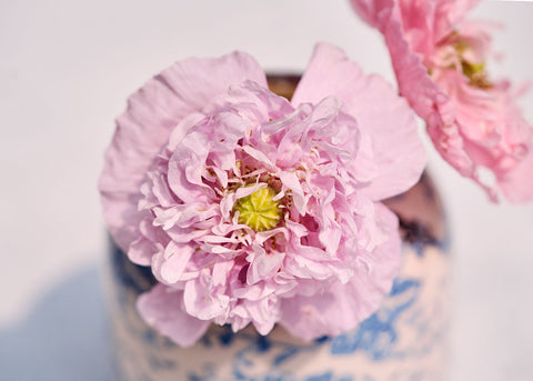 Red Peony - Poppy Seeds