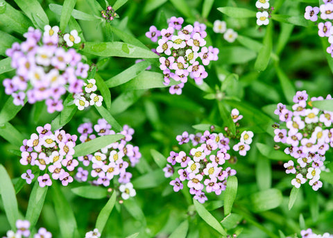 Royal Carpet - Organic Alyssum Seeds
