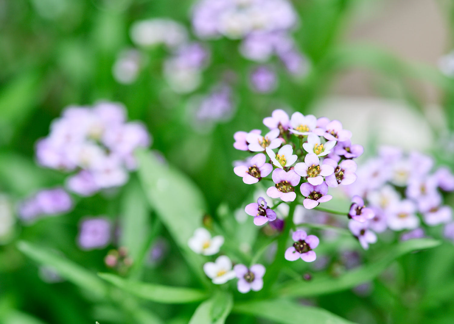 plant alyssum seeds Royal Carpet