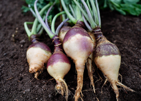 Angela - Organic Rutabaga Seeds