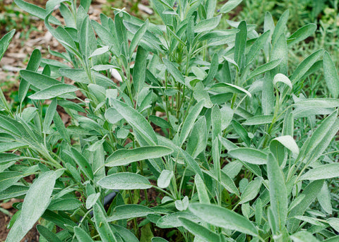 Broadleaf Sage Seeds - Organic