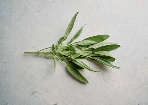 Broadleaf Sage Seeds - Organic