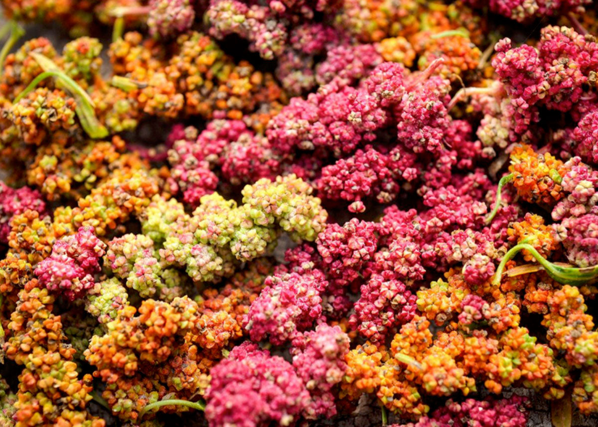 organic quinoa seeds for planting Brightest Brilliant Rainbow -Quinoa Seeds – Bucktown Seed Company