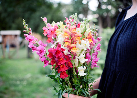 Freshly Cut Blooms - Cut Flower Bouquet Seed Kit
